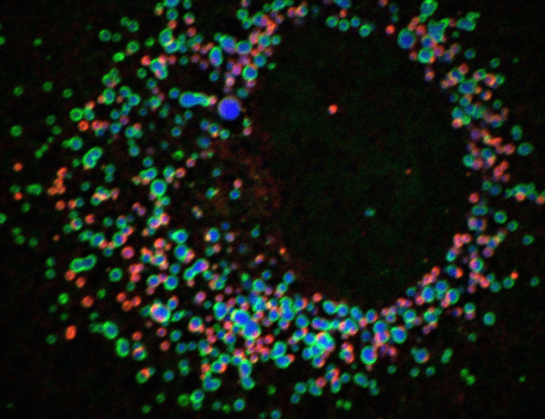 Schaubild Zellbiologie der RNA Viren