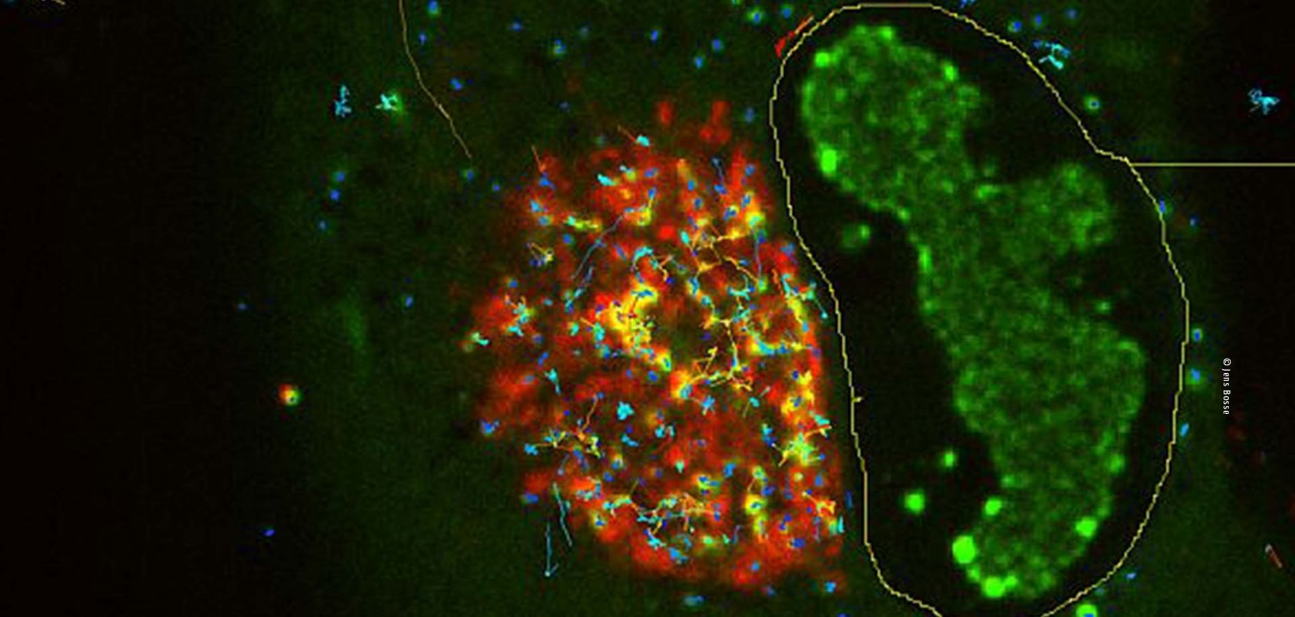 Graph of TRACKING THE VIRUS PARTICLES IN AN INFECTED CELL