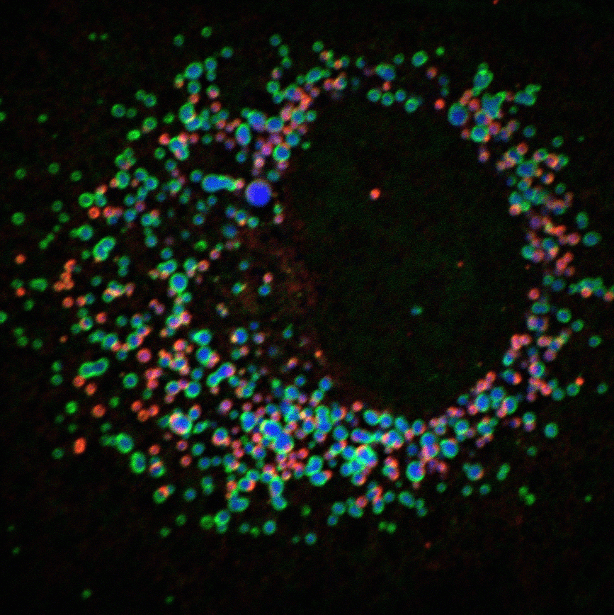 Schaubild fluoreszierende Proteine
